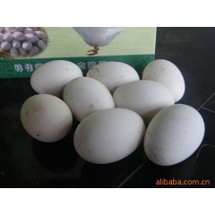 批发供应礼品盒装大鹅蛋 生态蛋