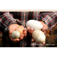 批发天然养殖鹅 生态鹅蛋 放养鹅 无饲料喂养 纯绿色食品营养...