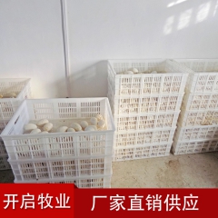厂家直销优质鹅蛋 纯天然放养散养鹅蛋 绿色食品 新鲜鹅蛋批发