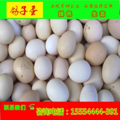 鹅蛋食用得多少钱一枚  受精的鹅蛋多少钱   养殖场批发/鹅...