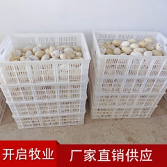 厂家直销优质鹅蛋  无公害新鲜鹅蛋 散养鹅蛋批发 家禽蛋美味...