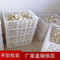 精品鹅蛋 特价批发新鲜鹅蛋 散养鹅蛋 营养健康绿色食品 量大...