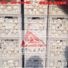 供应鹅蛋  供应营养治病大个鹅蛋  鹅蛋怎么吃治头晕