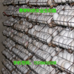 出售新鲜鹅蛋  批发新鲜大鹅蛋