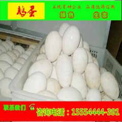 鹅蛋的营养价值  出售有营养高的鹅蛋  鹅蛋供应社常年供应