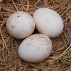 农家散养土鹅蛋10枚大鹅蛋 孕妇去胎毒 产地直发特价包邮
