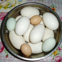 天然散养玫瑰鹅蛋 营养健康 以玫瑰花为食 孕妇儿童滋补佳品