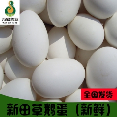 厂家直销狮头鹅蛋本地新鲜鹅蛋 淘宝供应无公害鹅蛋批发量大从优