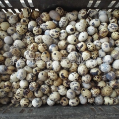 厂家供应无公害鹌鹑蛋 绿色健康食品 无喂养任何饲料 全国批发