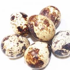 农家散养鹌鹑蛋 孕妇儿童辅食 健康营养美味100枚