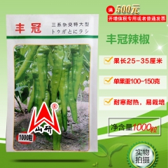 丰冠辣椒 无限生长型 羊角椒 果皮浅绿色，抗病丰产 1000...