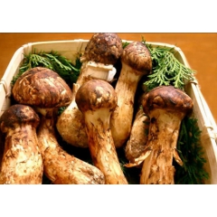 松茸罐头 野生松茸 出口松茸松茸鸡汤 云南松茸 促销（买二赠...