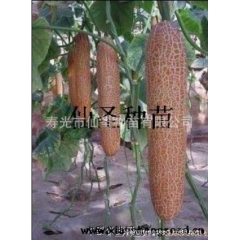 批发寿光特色大面积露地、保护地种植麻皮老黄瓜种 金香玉老黄瓜