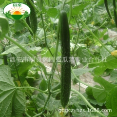 产地直销 新鲜黄瓜 刺皮青翠 绿色健康 新鲜蔬菜 现摘现卖
