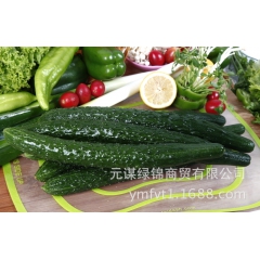 新鲜蔬菜、黄瓜、刺黄瓜、黄瓜批发天然无公害绿色食品大量批发