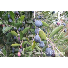 美国进口USDA认证有机冷压初榨橄榄油 口服