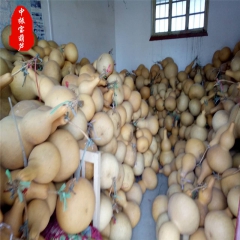 葫芦基地现货供应 天然工艺葫芦 精品白皮挂件多种图案定做