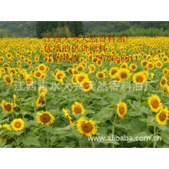 吉水大兴供应    优质压制精炼葵花籽油