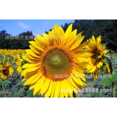 美国进口USDA认证有机葵花籽油  可食用