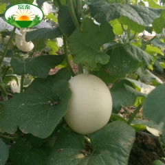 【脆梨甜瓜批发】 产地直销 新鲜水果批发 汁多肉甜 现摘现卖