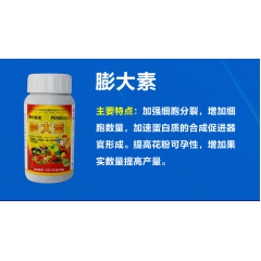 洋香瓜膨大素农药北京鑫科植保