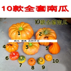 高仿真大南瓜大大小小都有现货！