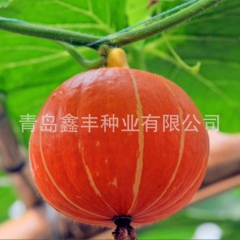 厂家直销专业生产 红丽南瓜 大量批发质量可靠 欲购从速
