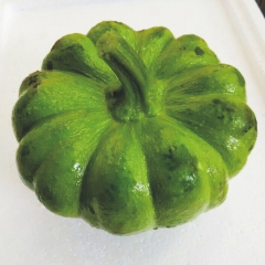 姜柄瓜 小南瓜云南野菜原产地低价 连锁餐厅批发蔬菜农家菜代购