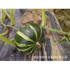 简优农品贝贝南瓜  绿色无公害板栗味