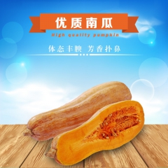 产地直销何元富硒南瓜农户自种有机新鲜蔬菜纯种老南瓜高营养菜品