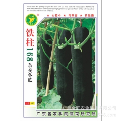 铁柱168杂交冬瓜
