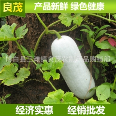 长期供应 原生态蔬菜冬瓜  有机蔬菜肉厚冬瓜