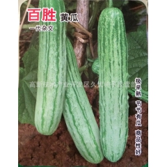 燕白类型黄瓜 百胜 一代杂交极早熟高产节节有瓜 10克