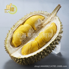 胜新鲜金枕头冷冻榴莲肉 专业供应莲泥榴莲果肉冷冻榴莲泥果酱
