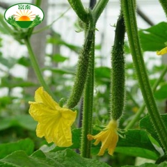 新鲜蔬菜批发 富秦新鲜黄瓜 阎良产地批发 生态环保 产地直供