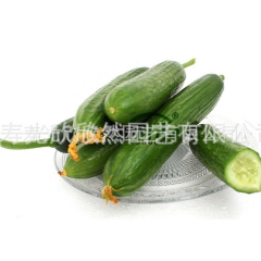 新鲜水果黄瓜 新鲜蔬果 荷兰水果黄瓜 1000克