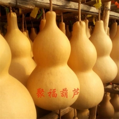 天然特大号葫芦 文玩把玩葫芦 葫芦批发30--50厘米