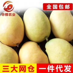 热带水果缅甸新鲜水果进口圣德龙芒果缅甸芒果5斤装全国多省包邮