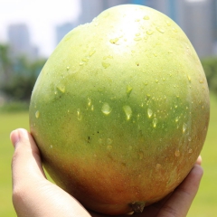 澳洲进口澳芒新鲜上市 10斤装热带水果 高档水果批发零售代发