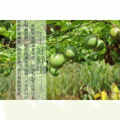 新鲜进口水果 越南进口百香果 浆果类新鲜热带水果厂家直销