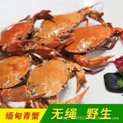 海鲜天目丝路缅甸原产进口青蟹-A类雄蟹鲜活水产肉质细嫩一件代...