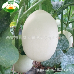 供应富秦牌甜瓜 脆梨甜瓜 农家新鲜采摘 陕西阎良特产 绿色有...