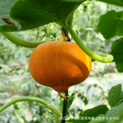 金粟南瓜 新鲜南瓜 原生态南瓜宝宝营养辅食蔬菜