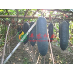 黑皮冬瓜 家庭装 大田装 单瓜重30--70斤 10g 约2...