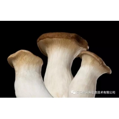 菌棒夏菇的做法