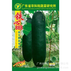 铁心888杂交黑皮冬瓜