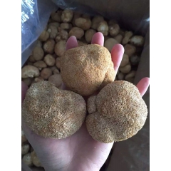 1吨 猴头菇 大个 野生