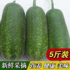 广西新鲜冬瓜  小冬瓜 节瓜笋瓜农家自产粉甜有机5斤 蔬菜