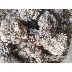 灵芝之家 云南灰树花 灰树菇 舞菇 产地批发 一手货源