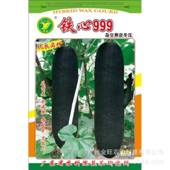 铁心999杂交黑皮冬瓜